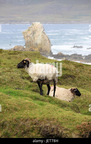 Schwarze Kopf Schafe weiden auf einem grünen Hügel. Achill Island, Irland Stockfoto