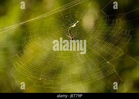 Nephila Maculata auf Spinnennetz, Gam Insel Stockfoto