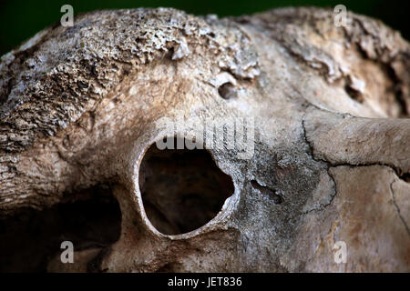 Schädel von einem Rind Kuh Nahaufnahme Stockfoto