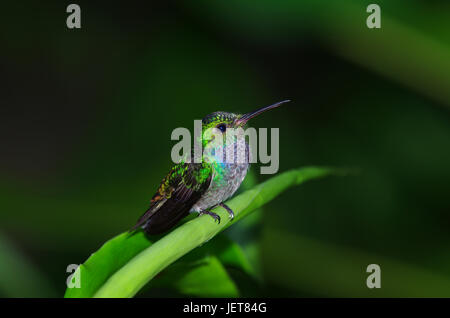 Vögel aus Panama Blue Chested Hummingbird Stockfoto