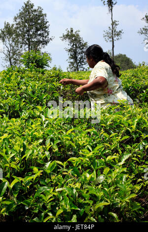 Sri Lanka, Nuwara Eliya - 4. April 2011: Sri Lanka Frau nimmt frischen Teeblätter auf Tee-Plantage in Nuwara Eliya, Zentralregion, Sri Lanka Stockfoto