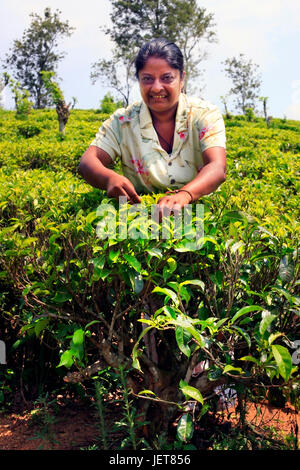 Sri Lanka, Nuwara Eliya - 4. April 2011: Sri Lanka Frau nimmt frischen Teeblätter auf Tee-Plantage in Nuwara Eliya, Zentralregion, Sri Lanka Stockfoto