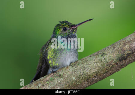 Blaue Chested Kolibri Jungvogel Aufnahme in Panama Stockfoto