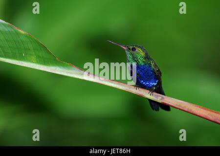 Vögel aus Panama violett Bellied Kolibri Stockfoto