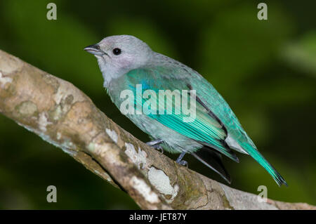 Vögel aus Panama blau grau Tanager Stockfoto