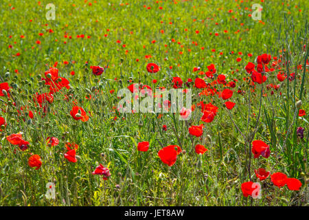 Mohnfeld. Stockfoto