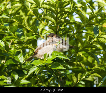 Haussperling Jungvögel in Liguster Hecke Stockfoto