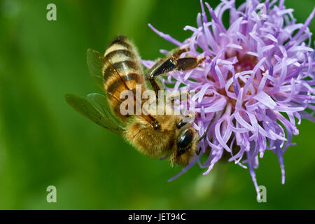 Biene Stockfoto