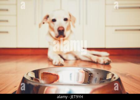 Der Hund vor der leeren Schüssel. Hungrigen Labrador Retriever Fütterung in der Küche warten. -selektiven Fokus Stockfoto