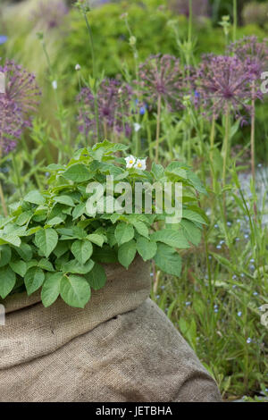Epikur Kartoffelpflanzen wachsen in meschotschek hessischen. RHS Harlow Carr, Harrogate, England Stockfoto