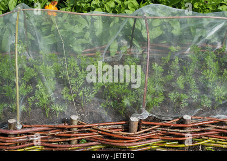 Junge Karotten Pflanzen unter einem feinmaschigen Tunnel Cloche in Gemüse Hochbeet. RHS Harlow Carr, Harrogate, England Stockfoto