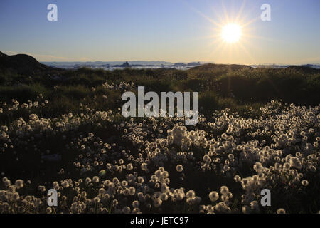 Grönland, Disko-Bucht, Ilulissat, Wollgras, Wollgras spec, Gegenlicht, Westgrönland, der Arktis, Sommer, Vegetation, Botanik, Rasen, Pflanzen, Schilf Grass, Blume Ärmel Abend Licht, unberührte Natur, Strand, Küste, Landschaft, draußen, menschenleer, Sonne, Sonnenstrahlen, Stockfoto