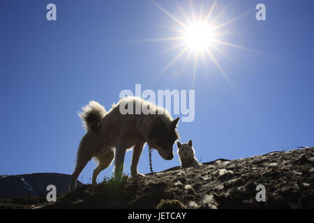 Grönland, Sisimiut, Schlittenhunde, Huskys, zwei, Gegenlicht, westlichen Grönland, Rock, Tiere, Hunde, profitieren Tiere, Catenas, angekettet, sonnig, draußen, menschenleer, halten von Haustieren, Sonne, Sonnenstrahlen, Himmel, wolkenlos, blau, Stockfoto