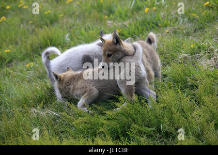 Grönland, Sisimiut, Schlittenhunde, Huskys, Welpen, verliert, Wiese, Westgrönland, Tiere, Hunde, profitieren Tiere, draußen, menschenleer, halten Haustiere, junge Tiere, Jungtiere, Spiel, schön, süß, klein, drei, Stockfoto