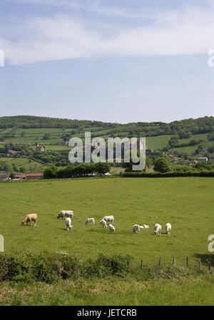 Frankreich, Burgund, Departement Saone-et-Loire, Berze-la-Ville, Wiesen, Kühe, Frühling, Stockfoto