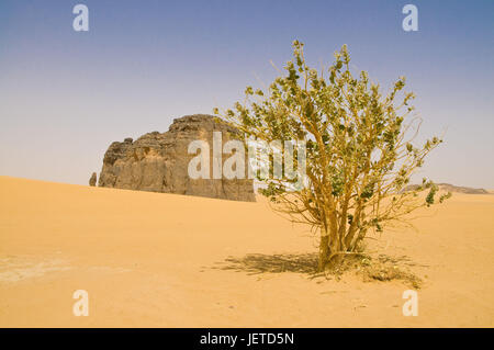 Felsen, Baum, Sandwüste, La Vache Qui Pleure, Algerien, Sahara, Afrika, Stockfoto