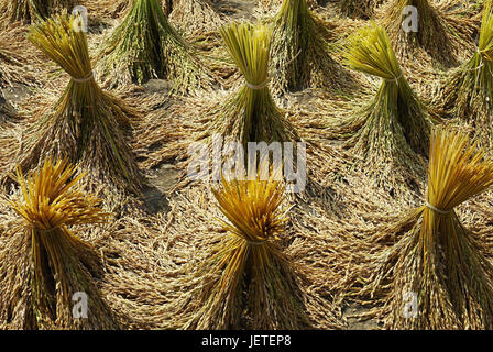 Indonesien, Sulawesi, Reisen trocknet, Stockfoto