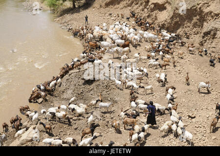 Ziegen, Herde von Rindern, Fluss, Wasser trinkt, Omotal, Äthiopien, Stockfoto