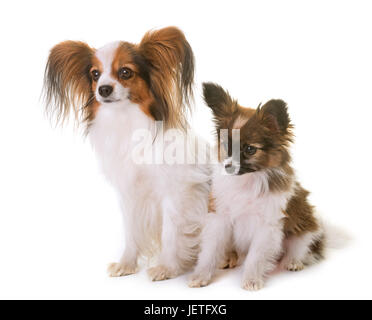 Welpen und Erwachsene Papillon Hund im studio Stockfoto