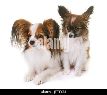 Welpen und Erwachsene Papillon Hund im studio Stockfoto