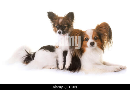 Welpen und Erwachsene Papillon Hund im studio Stockfoto