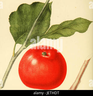 "Die Früchte von Amerika: reich mit farbigen Zahlen und vollständige Beschreibung der erlesensten Sorten kultiviert in den Vereinigten Staaten (1848) Stockfoto
