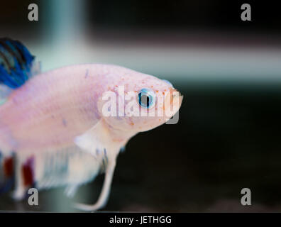 Weiße Betta Splendens Männchen mit blauen Augen Stockfoto