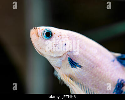 Weiße Betta Splendens Männchen mit blauen Augen Stockfoto