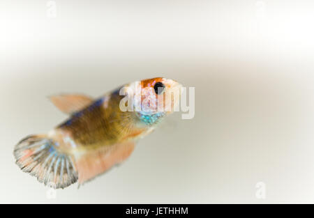 Junge orange Marmor Siamese Fighting Rogner Stockfoto