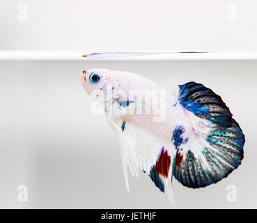 Weiße Betta Splendens Männchen mit blauen Augen Stockfoto