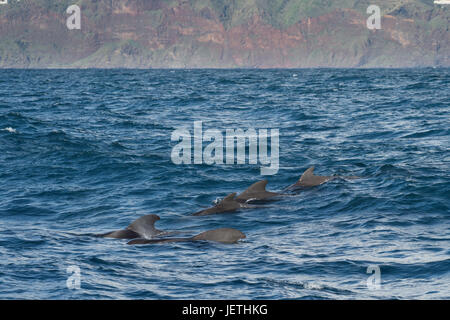 Kurz-finned Grindwal-Gruppe, Globicephala Macrorhynchus auftauchen, zeigen Rückenflosse mit Insel Madeira im Hintergrund, Nord-Atlantik Stockfoto