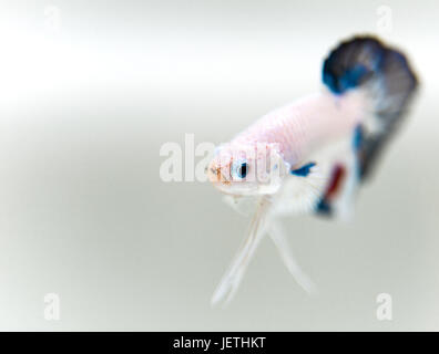 Dragon männlicher Betta Splendens Abfackeln Stockfoto