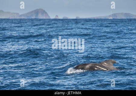 Kurz-finned Pilotwal, Globicephala Macrorhynchus, auftauchen, zeigen Rückenflosse, Insel Madeira, Nord-Atlantik Stockfoto