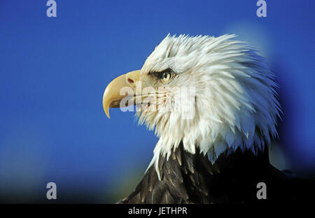 Weißer Kopf See Adler, Haliaeetus Leucoephalus, Weisskopfseeadler - Haliaeetus leucoephalus Stockfoto