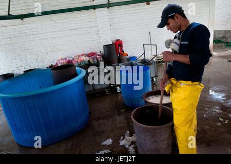 Ein Arbeiter regt die Pestizid-Verdünnung bei einer Blumenfarm in Cayambe Ecuador, 29. Juni 2010. Südamerikanische Ländern (Kolumbien und Ecuador) sind weltweit führend in Schnittblumenindustrie. Der Vorteil des sonnigen Klima, sehr billige Arbeitskraft im Combi | weltweite Nutzung Stockfoto