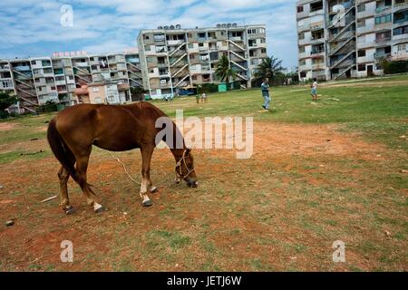 Ein Pferd frisst Grass auf der Freifläche zwischen den großen Wohnblocks in Alamar, einem Gemeindebau Vorort von Havanna, Kuba, 9. Februar 2011. Die kubanische wirtschaftliche Transformation (nach der Revolution im Jahre 1959) verändert den Gehäuse-Status in Kuba aus einem Consum | weltweite Nutzung Stockfoto