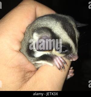 Sugar Glider in der menschlichen Hand, Daumen mit seinen kleinen Pfoten Stockfoto