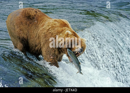 Brauner Bär fängt Lachs, Braunbaer Faengt Lachs Stockfoto