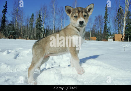 Porträt eines kleinen Schlitten Hundes, Porträt von Einem Kleinen Schlittenhund Stockfoto