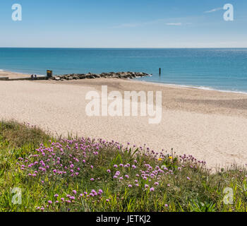 Meer Sparsamkeit oder Sea Pink (Armeria Maritima) wächst auf Felsen in der Nähe von Hengistbury Head Beach, Dorset, UK. Stockfoto
