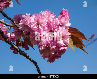 Kirsche Baum Blüte Nahaufnahme, vor blauem Himmel, Bournemouth, Dorset, Großbritannien Stockfoto