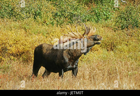 Elch, Alces Alces, Denali Nationalpark, Alaska, Elch (Alces Alces) Stockfoto