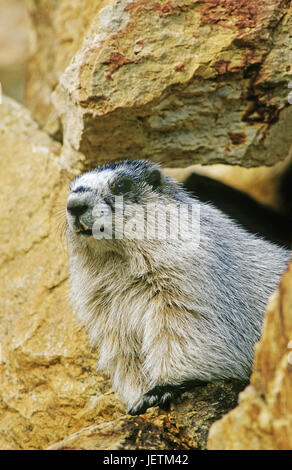 Eis-grau Murmeltier, Marmota Aligata, Denali Nationalpark, Alaska, Eisgraues Murmeltier (Marmota Aligata) Stockfoto