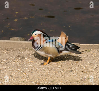 Drake, (Aix Galericulata) stehen auf Boden von der Seite der Eyeworth Teich im New Forest, Hampshire, England, Vereinigtes Königreich, Mandarinenten, Männlich, Stockfoto