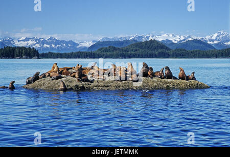 Der Steller Sonnen Seelöwen sich auf einem Felsen, Prince William Sound, Alaska, Steller Seeloewen Sonnen Sich Auf Einem Felsen - Prinz-William-Sund - A Stockfoto