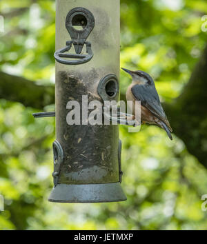 Kleiber Vogel (Sitta Europaea) sitzend auf Saatgut Feeder, Devon, England, UK Stockfoto