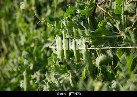 Erbsenpflanze Stockfoto