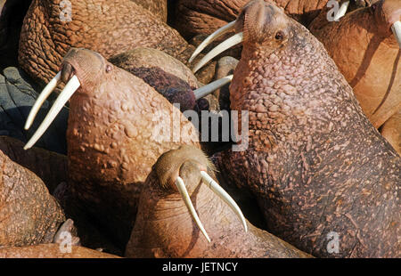 Pazifische Walross, Pazifisches Walross Stockfoto