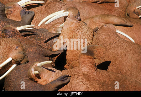 Pazifische Walross, Pazifisches Walross Stockfoto