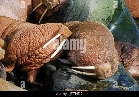 Pazifische Walross, Pazifisches Walross Stockfoto